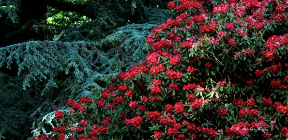 Bois des Moutiers (37) Juin 2012